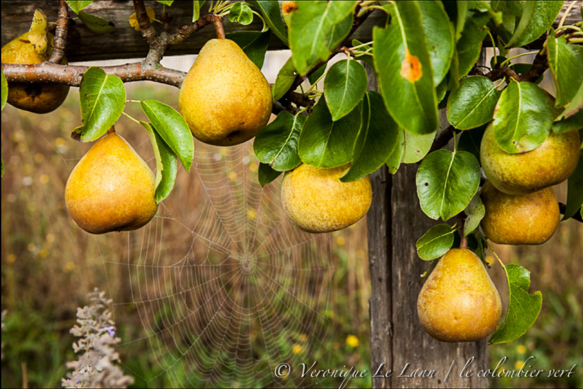 fruitier_01
