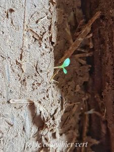 Jeune pousse d'herbe sur torchis